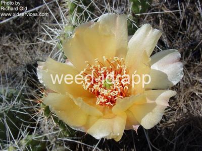 pricklypear, plains
