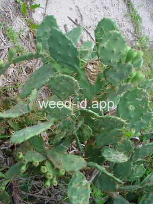 Opuntia stricta