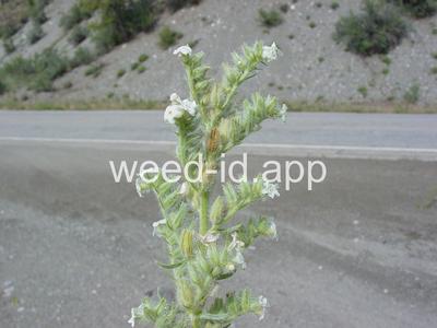 Oreocarya celosioides