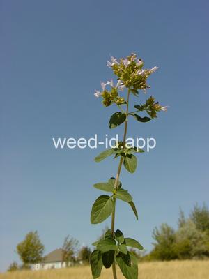 marjoram, wild