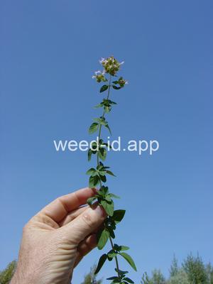 marjoram, wild