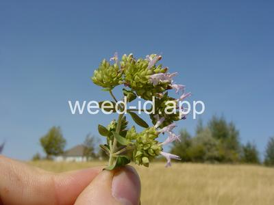 marjoram, wild