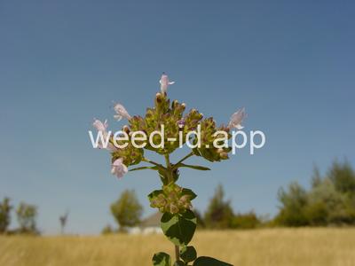 marjoram, wild