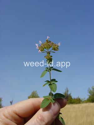 marjoram, wild