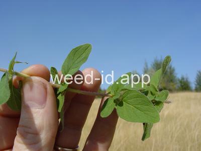 marjoram, wild