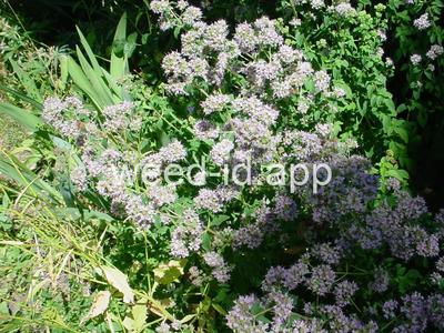 marjoram, wild
