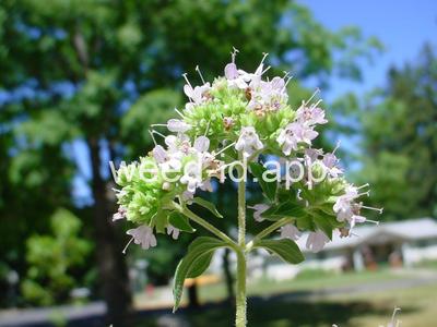 marjoram, wild