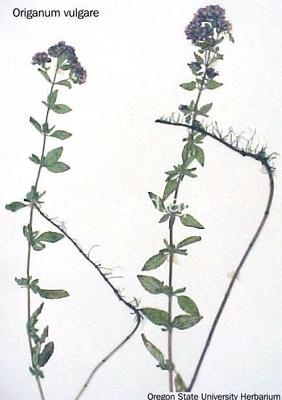 marjoram, wild