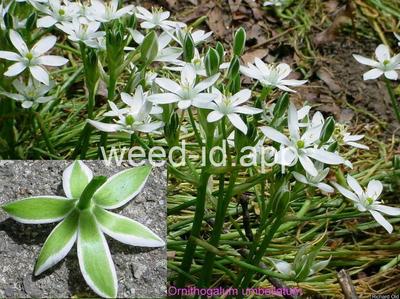 star-of-Bethlehem