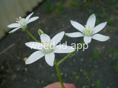 star-of-Bethlehem