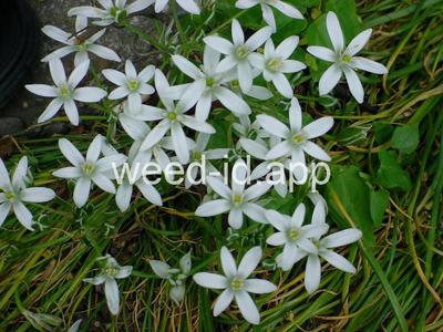 star-of-Bethlehem
