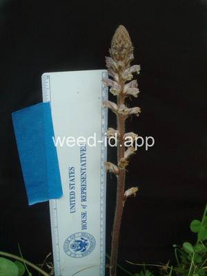 broomrape, small