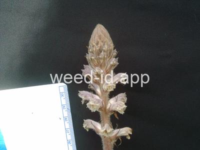 broomrape, small