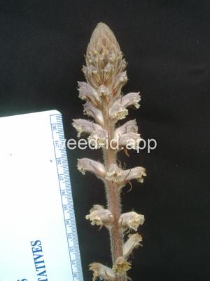 broomrape, small