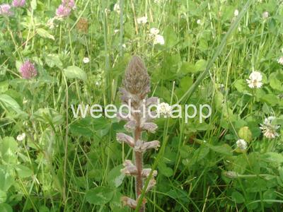 broomrape, small