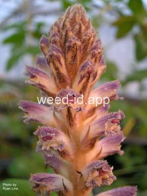 broomrape, small