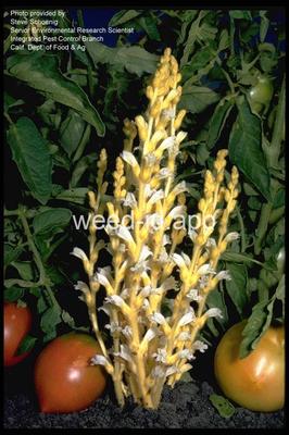 broomrape, branched