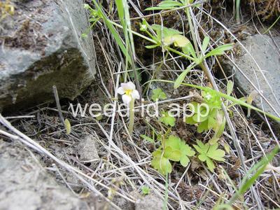 Orobanche uniflora
