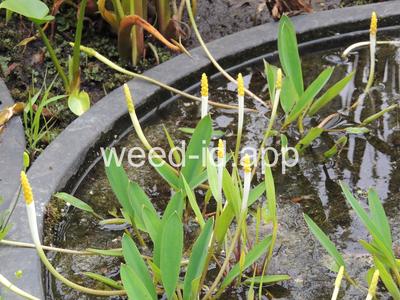 Orontium aquaticum