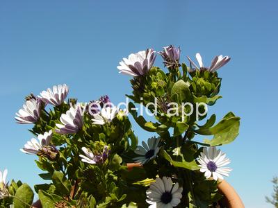 Osteospermum ecklonis