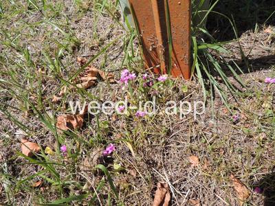 Oxalis articulata