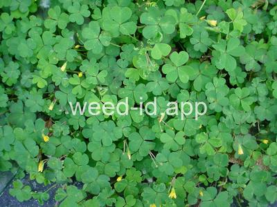 woodsorrel, creeping