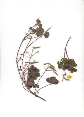 woodsorrel, creeping