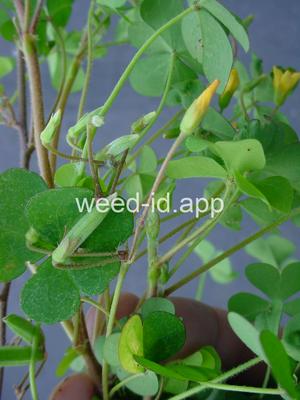 woodsorrel, creeping