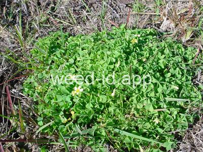 woodsorrel, creeping