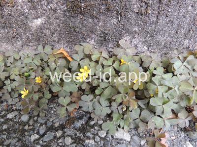 woodsorrel, creeping