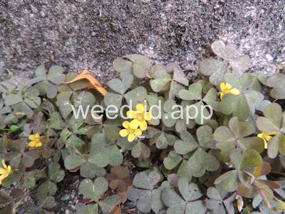 woodsorrel, creeping