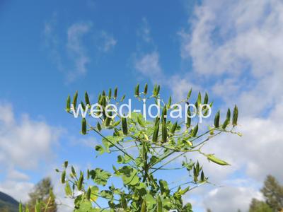 woodsorrel, creeping