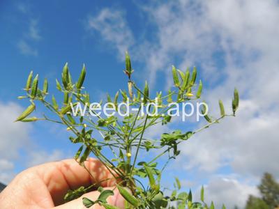 woodsorrel, creeping