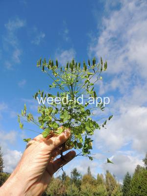 woodsorrel, creeping