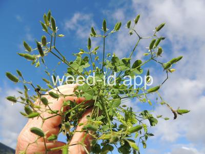 woodsorrel, creeping