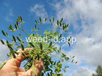 woodsorrel, creeping