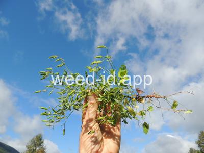 woodsorrel, creeping