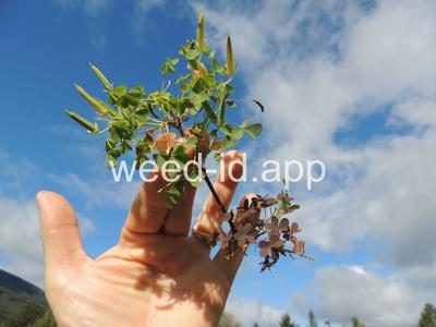 woodsorrel, creeping