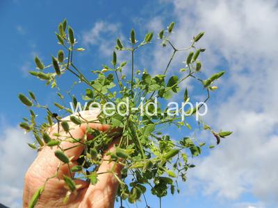 woodsorrel, creeping