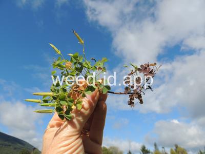 woodsorrel, creeping
