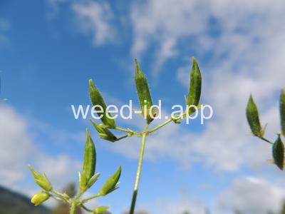 woodsorrel, creeping