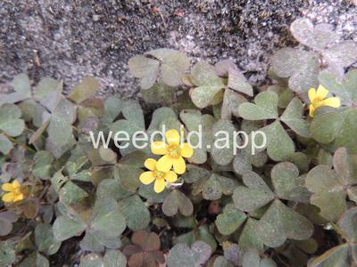 woodsorrel, creeping