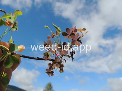 woodsorrel, creeping