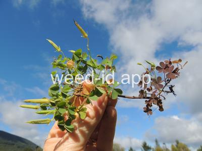 woodsorrel, creeping