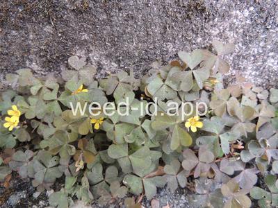 woodsorrel, creeping