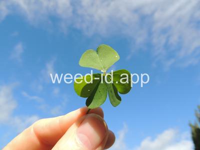 woodsorrel, creeping