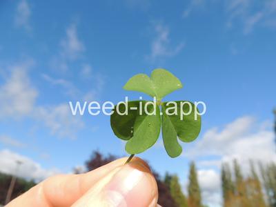 woodsorrel, creeping