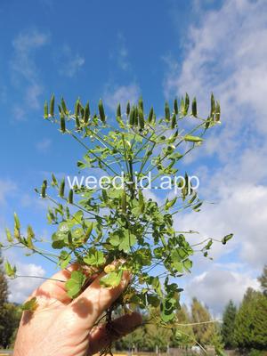woodsorrel, creeping