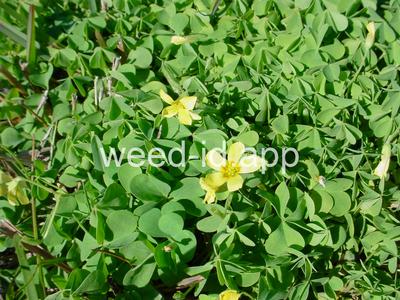 woodsorrel, creeping