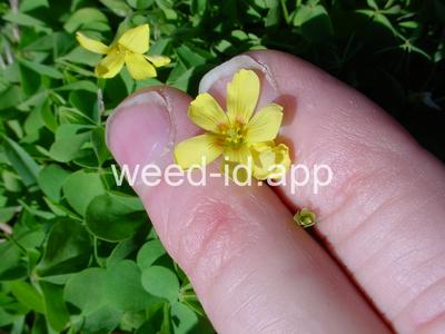 woodsorrel, creeping
